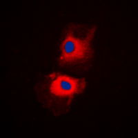 Immunofluorescent analysis of HGS staining in H1299 cells. Formalin-fixed cells were permeabilized with 0.1% Triton X-100 in TBS for 5-10 minutes and blocked with 3% BSA-PBS for 30 minutes at room temperature. Cells were probed with the primary antibody in 3% BSA-PBS and incubated overnight at 4 C in a humidified chamber. Cells were washed with PBST and incubated with a DyLight 594-conjugated secondary antibody (red) in PBS at room temperature in the dark. DAPI was used to stain the cell nuclei (blue).