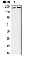 Western blot analysis of Separase (pS801) expression in MDA-MB-231 (A); A431 (B) whole cell lysates.