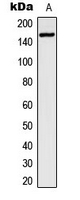 Western blot analysis of ZEB2 expression in SW480 (A) whole cell lysates.
