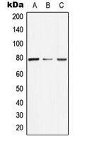 Western blot analysis of ARNT2 expression in Jurkat (A); NIH3T3 (B); H9C2 (C) whole cell lysates.