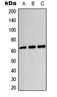 Western blot analysis of CRMP3 expression in HeLa (A); U87MG (B); HT29 (C) whole cell lysates.