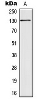 Western blot analysis of SIN3B expression in HCT116 (A) whole cell lysates.