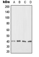Western blot analysis of ANKRD1 expression in HeLa (A); Jurkat (B); NIH3T3 (C); H9C2 (D) whole cell lysates.