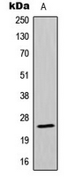 Western blot analysis of MRPL13 expression in MCF7 (A) whole cell lysates.