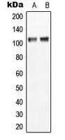 Western blot analysis of NGEP expression in MCF7 (A); NIH3T3 (B) whole cell lysates.