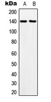 Western blot analysis of MOV10L1 expression in HeLa (A); NIH3T3 (B) whole cell lysates.