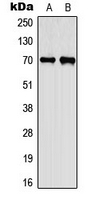 Western blot analysis of CEP70 expression in A549 (A); PC12 (B) whole cell lysates.