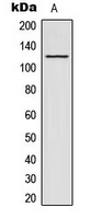 Western blot analysis of ACAD10 expression in HeLa (A) whole cell lysates.