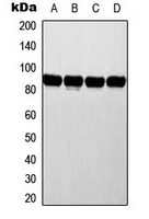 Western blot analysis of ATRIP expression in MCF7 (A); HeLa (B); NIH3T3 (C); rat liver (D) whole cell lysates.