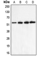 Western blot analysis of CHRNA5 expression in HeLa (A); Jurkat (B); mouse brain (C); rat brain (D) whole cell lysates.