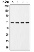 Western blot analysis of CHRNA7 expression in HepG2 (A); Jurkat (B); Raw264.7 (C); rat brain (D) whole cell lysates.