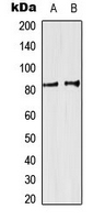 Western blot analysis of SP3/4 expression in HeLa (A); K562 (B) whole cell lysates.