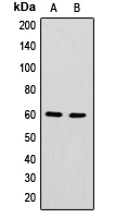 Western blot analysis of hnRNP LL expression in HepG2 (A); K562 (B) whole cell lysates.