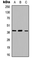Western blot analysis of ABHD13 expression in HEK293T (A); Raw264.7 (B); H9C2 (C) whole cell lysates.