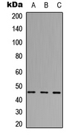 Western blot analysis of ABHD3 expression in HEK293T (A); Raw264.7 (B); PC12 (C) whole cell lysates.