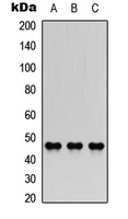 Western blot analysis of AChE Q expression in A549 (A); NS-1 (B); H9C2 (C) whole cell lysates.