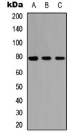 Western blot analysis of AF3P21 expression in HEK293T (A); Raw264.7 (B); H9C2 (C) whole cell lysates.