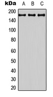 Western blot analysis of BAI3 expression in HEK293T (A); Raw264.7 (B); PC12 (C) whole cell lysates.