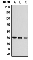 Western blot analysis of Beta-tubulin expression in HEK293T (A); Raw264.7 (B); PC12 (C) whole cell lysates.