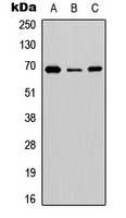 Western blot analysis of BGT-1 expression in HEK293T (A); NS-1 (B); PC12 (C) whole cell lysates.