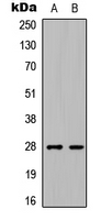 Western blot analysis of C1QL3 expression in HEK293T (A); Raw264.7 (B) whole cell lysates.
