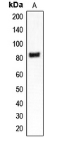 Western blot analysis of CLCN4 expression in MDAMB453 (A) whole cell lysates.