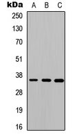 Western blot analysis of Cathepsin O expression in HEK293T (A); Raw264.7 (B); H9C2 (C) whole cell lysates.