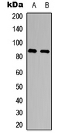 Western blot analysis of CD156a expression in HEK293T (A); PC12 (B) whole cell lysates.
