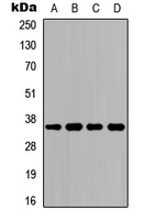 Western blot analysis of CD234 expression in HeLa (A); K562 (B); Raw264.7 (C); PC12 (D) whole cell lysates.