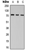 Western blot analysis of CD85j expression in HEK293T (A); NS-1 (B); PC12 (C) whole cell lysates.