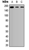 Western blot analysis of Collagen 5 alpha 2 expression in HEK293T (A); A549 (B); PC12 (C) whole cell lysates.