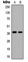 Western blot analysis of DMRTC2 expression in HEK293T (A); NIH3T3 (B) whole cell lysates.
