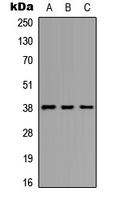 Western blot analysis of EIF2S2 (pS67) expression in A549 (A); NS-1 (B); PC12 (C) whole cell lysates.