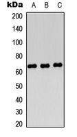 Western blot analysis of Endoglycan expression in HEK293T (A); Raw264.7 (B); H9C2 (C) whole cell lysates.