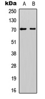 Western blot analysis of EYA1 expression in A549 (A); H9C2 (B) whole cell lysates.