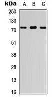 Western blot analysis of FIGNL1 expression in HEK293T (A); Raw264.7 (B); PC12 (C) whole cell lysates.
