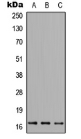 Western blot analysis of FUNDC1 expression in HEK293T (A); NS-1 (B); PC12 (C) whole cell lysates.