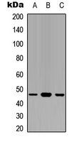 Western blot analysis of GAPDS expression in HEK293T (A); NS-1 (B); PC12 (C) whole cell lysates.