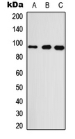 Western blot analysis of GASP2 expression in A549 (A); Raw264.7 (B); H9C2 (C) whole cell lysates.