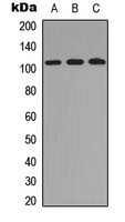 Western blot analysis of GCP2 expression in HEK293T (A); Raw264.7 (B); PC12 (C) whole cell lysates.