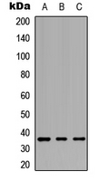 Western blot analysis of GPCR19 expression in HEK293T (A); Raw264.7 (B); PC12 (C) whole cell lysates.