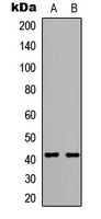 Western blot analysis of GPR175 expression in A549 (A); MCF7 (B) whole cell lysates.