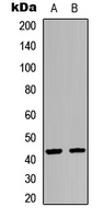Western blot analysis of GPR54 expression in HEK293T (A); A549 (B) whole cell lysates.