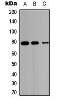 Western blot analysis of HSD17B4 expression in HEK293T (A); Raw264.7 (B); PC12 (C) whole cell lysates.