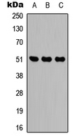 Western blot analysis of IDH2 expression in HEK293T (A); Raw264.7 (B); PC12 (C) whole cell lysates.