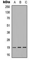 Western blot analysis of IMMP1L expression in HEK293T (A); Raw264.7 (B); PC12 (C) whole cell lysates.