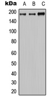 Western blot analysis of MRP2 expression in HeLa (A); mouse brain (B); H9C2 (C) whole cell lysates.