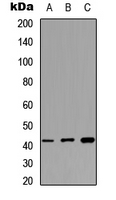 Western blot analysis of MAS1L expression in HEK293T (A); NIH3T3 (B); PC12 (C) whole cell lysates.