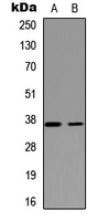 Western blot analysis of NEIL2 expression in HEK293T (A); PC12 (B) whole cell lysates.