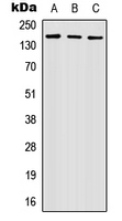 Western blot analysis of Nidogen 2 expression in HEK293T (A); Raw264.7 (B); PC12 (C) whole cell lysates.